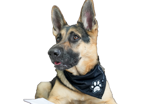 Pet Bandana Black